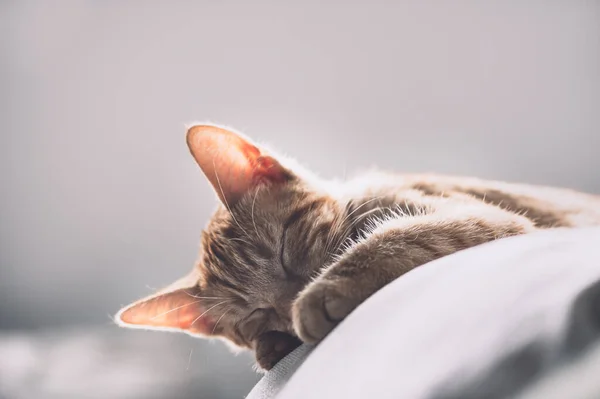 Tatlı kızıl kedi uyuyor. — Stok fotoğraf