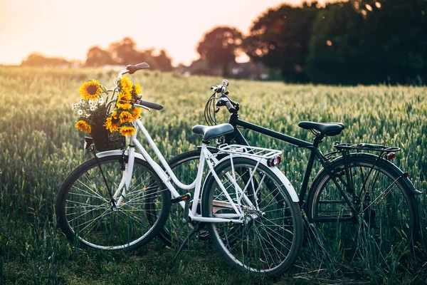 2 bikes in the field — Stock Photo, Image