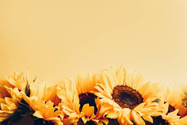 Sarı Ayçiçeği Buketi Parlak Sarı Arkaplan, Sonbahar Konsepti, Üst Görünüm, Metin için Yer