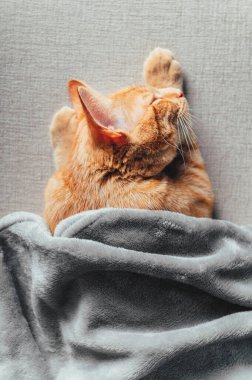 Tatlı kızıl kedi uyuyor.