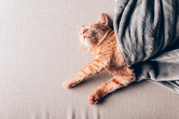 ลูกแมวขิงน่ารักหลับ — ภาพถ่ายสต็อก