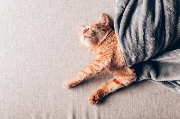 Lindo jengibre gatito duerme — Foto de Stock