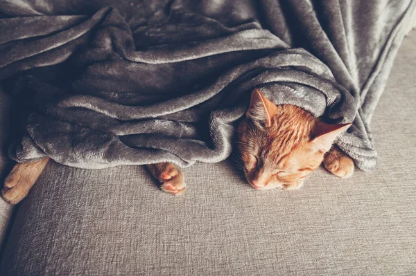 Bonito Pouco Gengibre Gatinho Dorme Sofá Sob Cinza Macio Cobertor — Fotografia de Stock