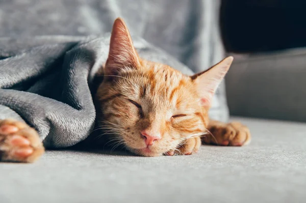 可爱的小生姜猫咪睡在灰色柔软毛毯下的沙发上 — 图库照片