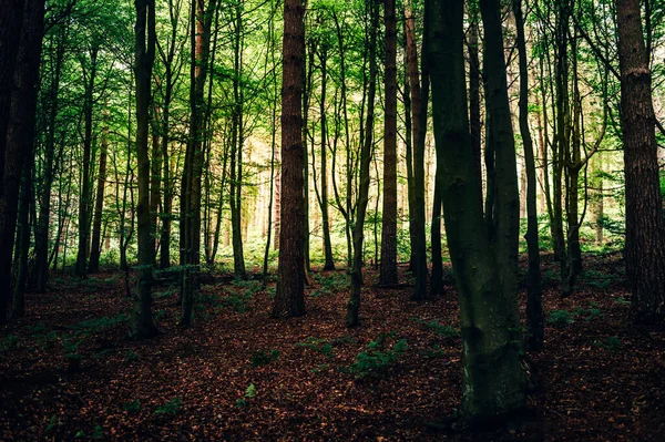 Yaz boyunca karanlık orman