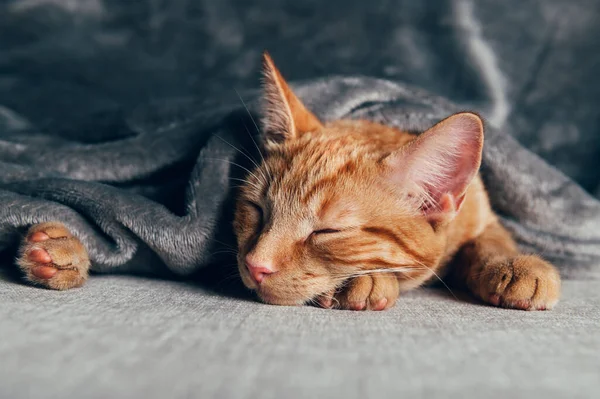 Niedliches Ingwer-Kätzchen schläft — Stockfoto