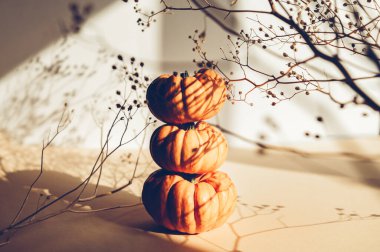 Hafif arka planda kuru çiçekleri olan küçük balkabakları, güçlü gölgeli asgari sonbahar konsepti gibi. Cadılar Bayramı ya da Şükran Günü Tatil geçmişi