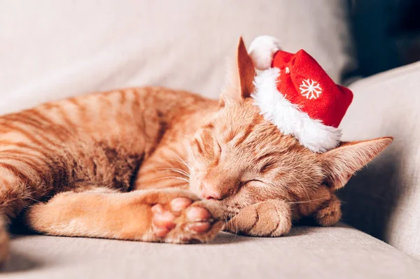 Niedliches Kleines Ingwerkätzchen Schläft Auf Dem Sofa Mit Weihnachtsmütze Weihnachts — Stockfoto