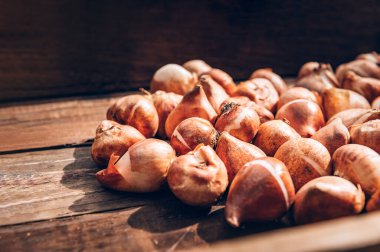 Lale soğanlarını sonbaharda ekmeye hazır hale getir, dijital detoks olarak evde bahçeyle uğraş.