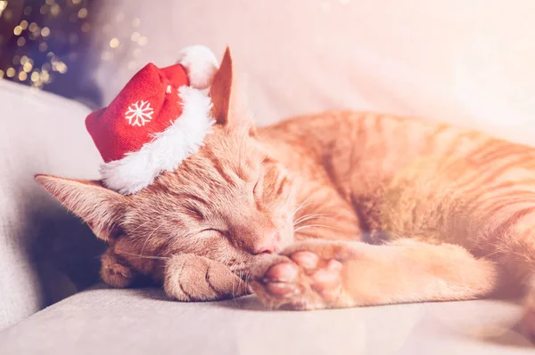 Niedliches Kleines Ingwerkätzchen Schläft Auf Dem Sofa Mit Weihnachtsmütze Weihnachts — Stockfoto