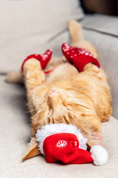 Roztomilá zázvorová kočka ve vánočním klobouku a rukavicích — Stock fotografie