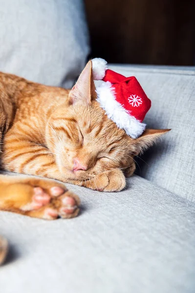 Niedliche Ingwerkatze in Weihnachtsmütze — Stockfoto