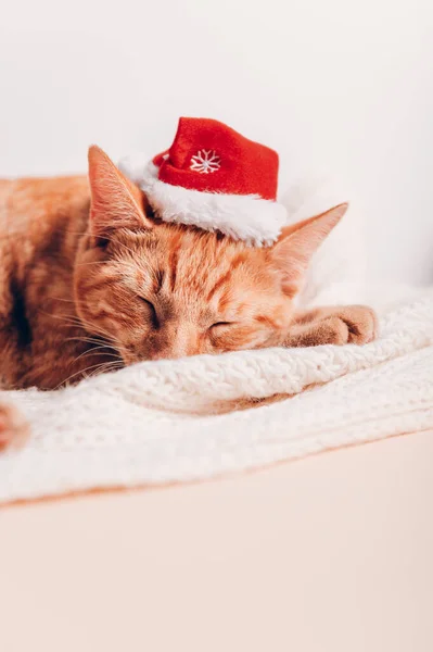 Niedliche Ingwerkatze in Weihnachtsmütze — Stockfoto