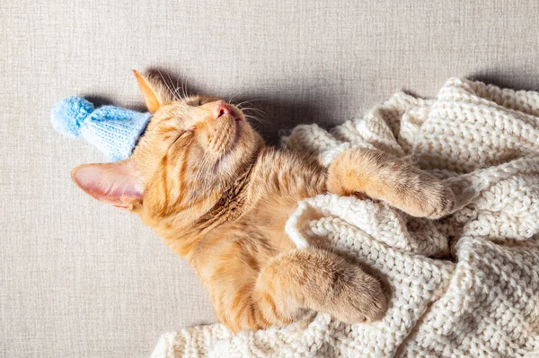 Carino gatto zenzero in cappello lavorato a maglia sotto coperta — Foto Stock