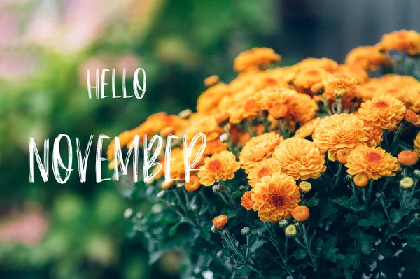 Ahoj listopadový text a chryzantéma — Stock fotografie