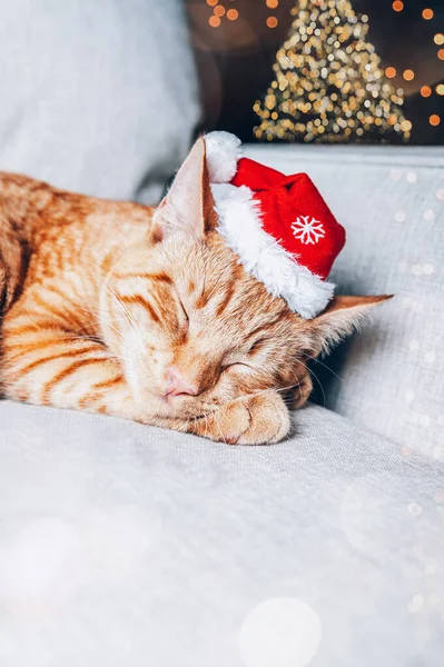 Niedliche Ingwerkatze in Weihnachtsmütze — Stockfoto