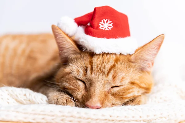 Boldog karácsonyt, aranyos macska télapó kalap — Stock Fotó