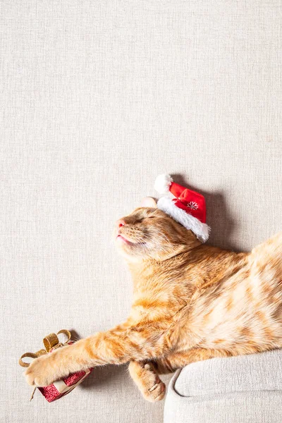 Frohe Weihnachten mit süßer Katze mit Weihnachtsmütze — Stockfoto