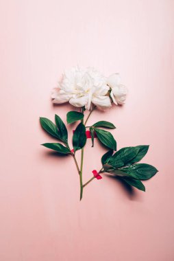 Beyaz Şakayık, basit zarafet.