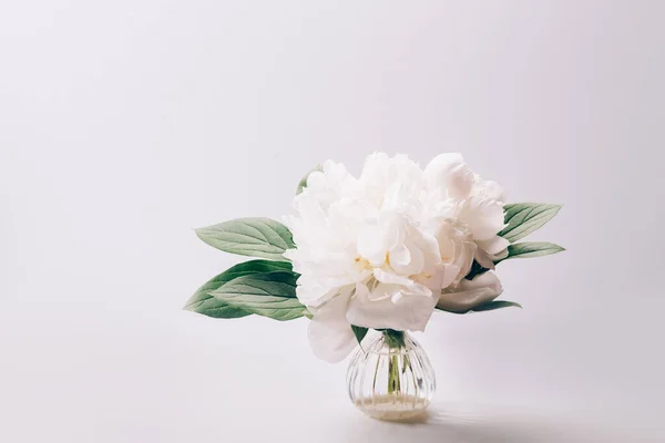 Peonía blanca, elegancia simple — Foto de Stock