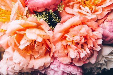 İnanılmaz Taze pembe şakayıklar