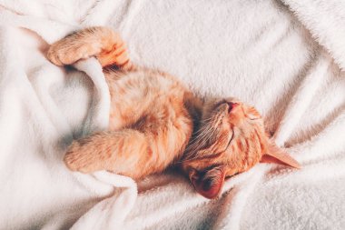 Tatlı kızıl kedi uyuyor.