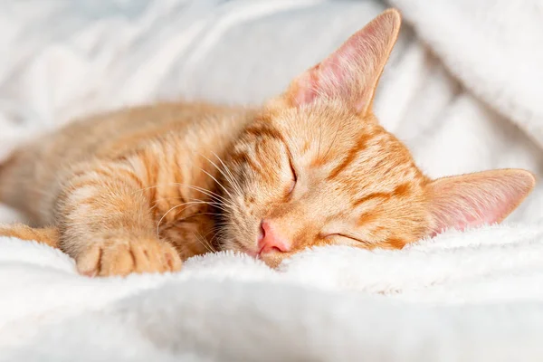 Tatlı kızıl kedi uyuyor. — Stok fotoğraf