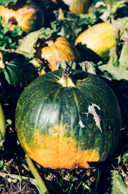 Kendi balkabağı çiftliğini seç.