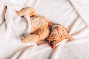 Tatlı kızıl kedi uyuyor.