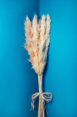 Kurutulmuş Pampas Çimi