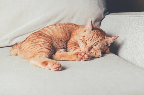 Xmas hat 의귀여운 생강 고양이 — 스톡 사진