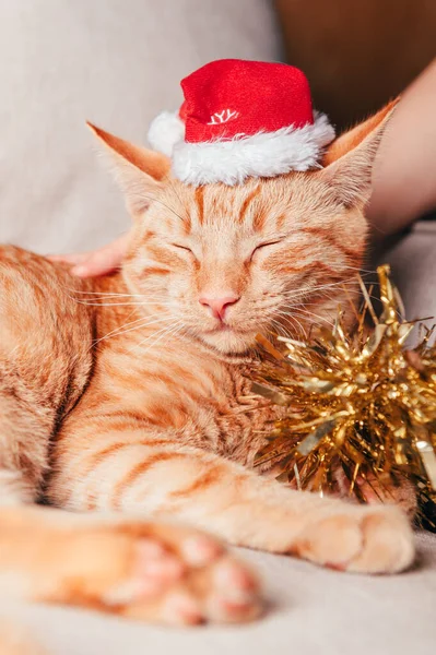 Aranyos gyömbér macska karácsony kalap — Stock Fotó