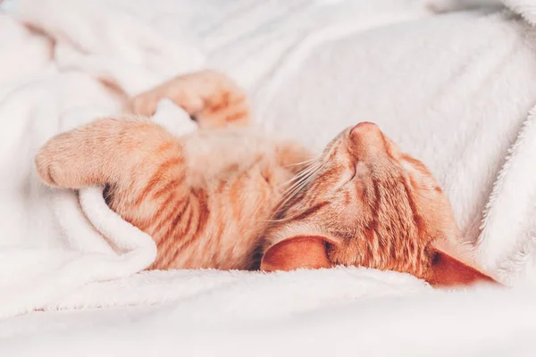 Gatinho de gengibre bonito dorme — Fotografia de Stock