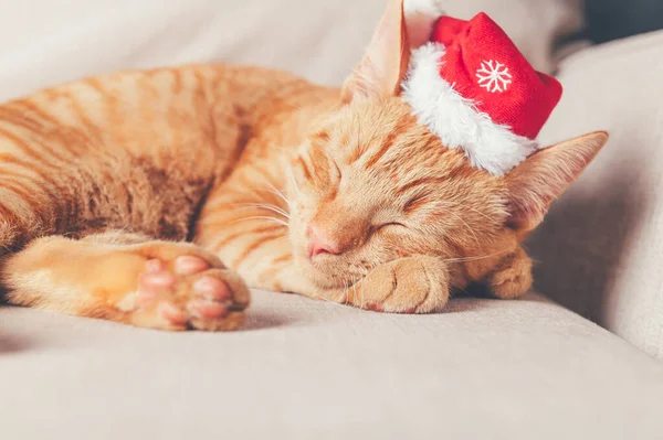 Niedliche Ingwerkatze in Weihnachtsmütze — Stockfoto