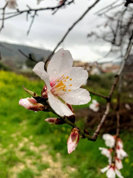Цветение Миндаля Весной Кипре — стоковое фото