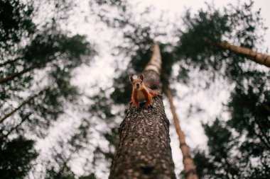 Şirin meraklı sincap çam ağacının gövdesinden inip kameraya bakıyor. Ağzında ayçiçeği kabuğu olan komik sincap. Aşağıdan görüntüle, arkaplanda bulanık dallar olan seçici odak.