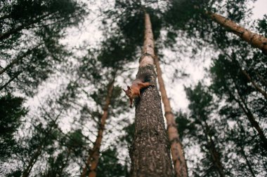 Çam ağacının gövdesinden inen sevimli meraklı sincap. Arka planda bulanık dallarla seçmeli odak.