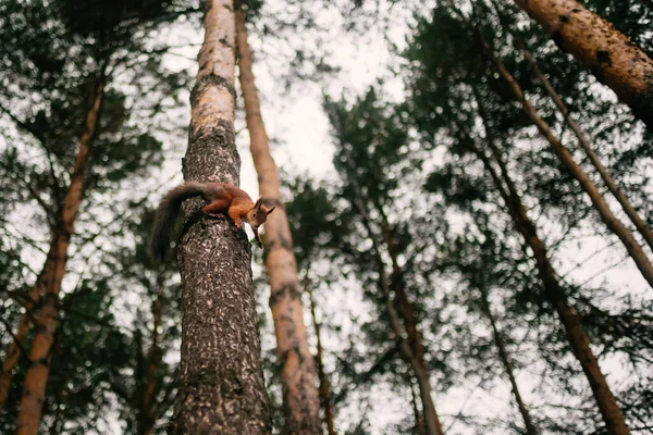 Çam ağacının gövdesinden inen sevimli meraklı sincap. Arka planda bulanık dallarla seçmeli odak.