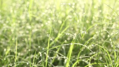 damla su çimenlerin üzerinde