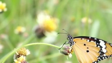 çimen çiçek kelebek