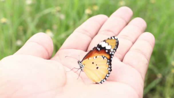 Метелик Літає Рук — стокове відео