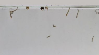 Sivrisinek larva yüzme sırasında