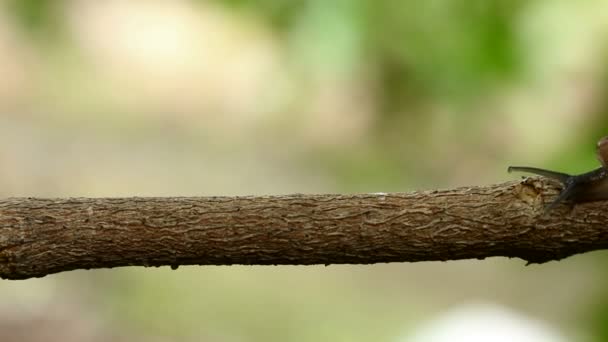 Caracol Caminando Sobre Una Extremidad — Vídeos de Stock