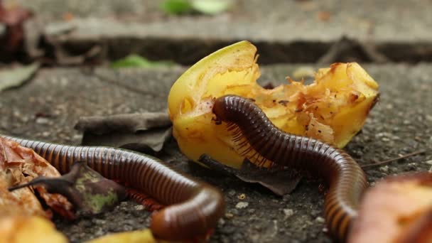 Cerca Millipedes Comer Fruta — Vídeos de Stock