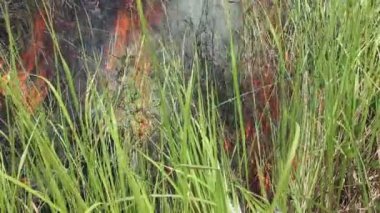 Ormanda ateş yanmıyor.