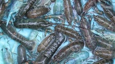 Kabın arkasında karides balığı var.