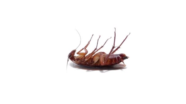 Cockroach Isolated White — Stock Video