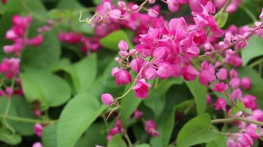 Bahçede antigonon Leptopus çiçekleri