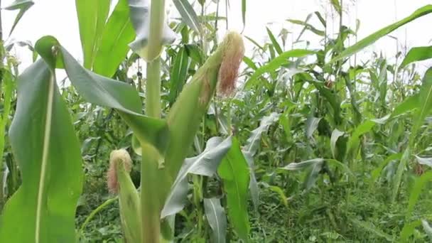 Close Corn Field Background — Stock Video