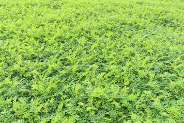 Taze yeşil yaprak arkaplanı